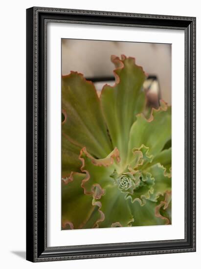 Succulent Garden II-Karyn Millet-Framed Photo