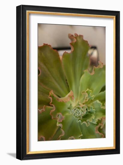 Succulent Garden II-Karyn Millet-Framed Photo