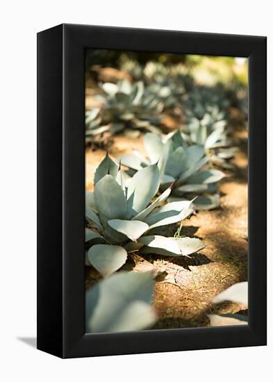 Succulent Garden III-Karyn Millet-Framed Stretched Canvas