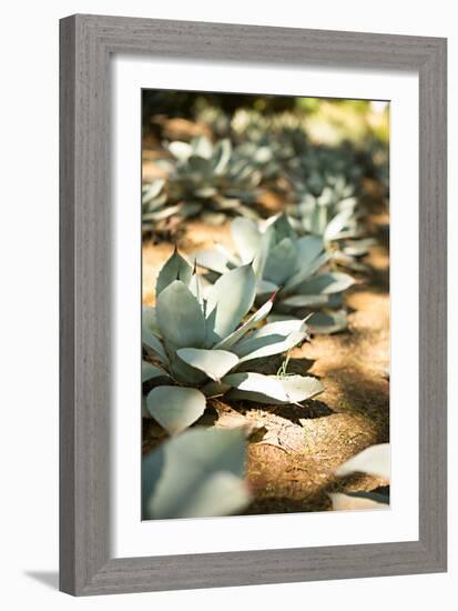 Succulent Garden III-Karyn Millet-Framed Photo