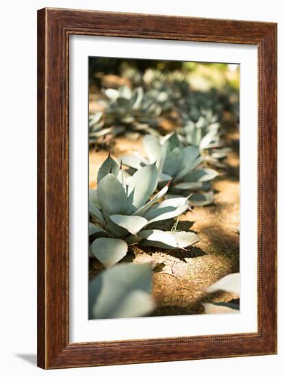 Succulent Garden III-Karyn Millet-Framed Photo