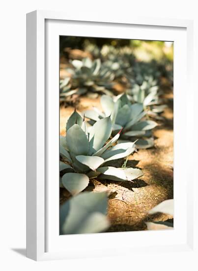 Succulent Garden III-Karyn Millet-Framed Photo