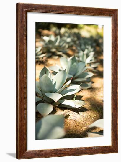 Succulent Garden III-Karyn Millet-Framed Photo