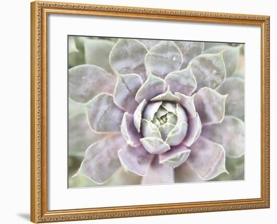 Succulent Glow I-Jason Johnson-Framed Photographic Print