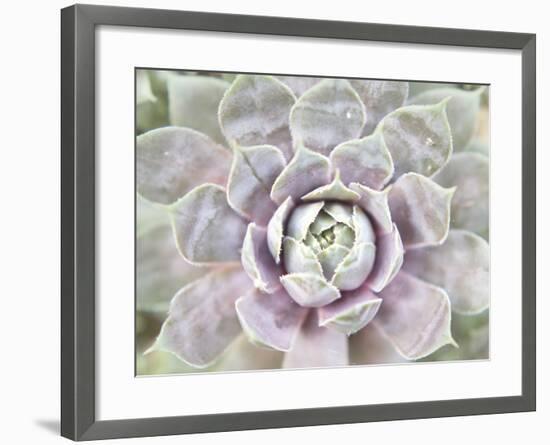 Succulent Glow I-Jason Johnson-Framed Photographic Print