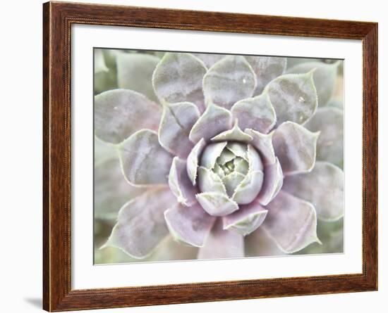 Succulent Glow I-Jason Johnson-Framed Photographic Print