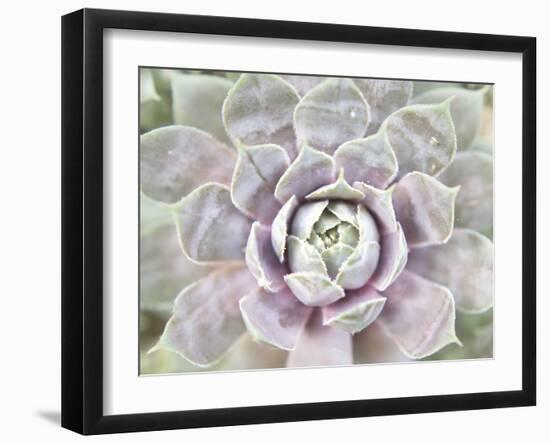 Succulent Glow I-Jason Johnson-Framed Photographic Print