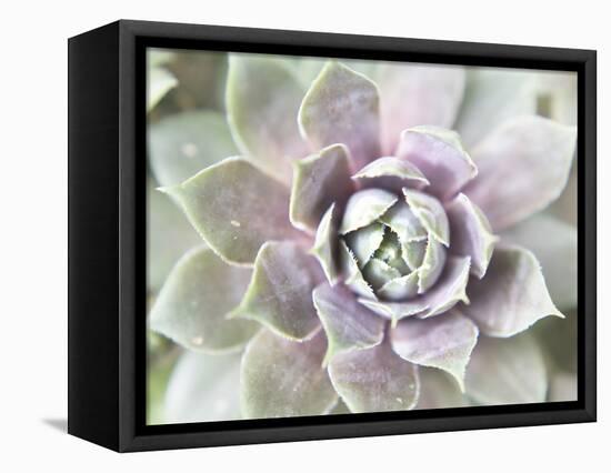 Succulent Glow II-Jason Johnson-Framed Premier Image Canvas