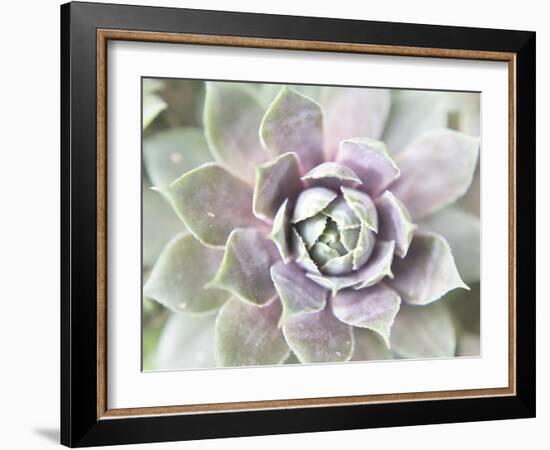 Succulent Glow II-Jason Johnson-Framed Photographic Print