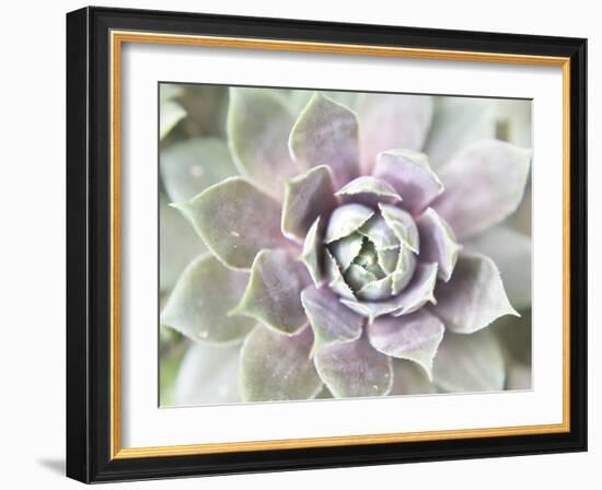 Succulent Glow II-Jason Johnson-Framed Photographic Print