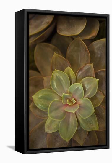 Succulent I-Karyn Millet-Framed Premier Image Canvas