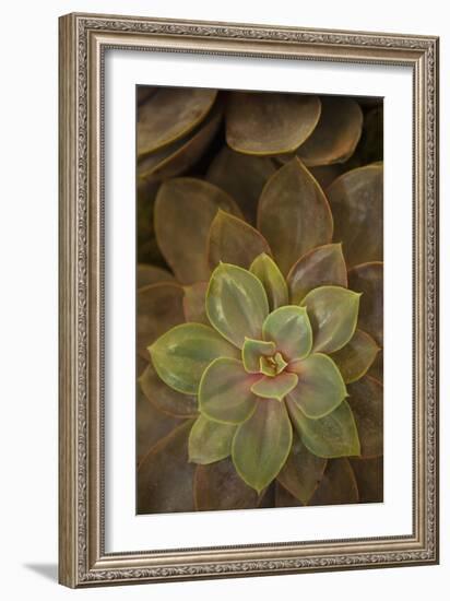 Succulent I-Karyn Millet-Framed Photographic Print