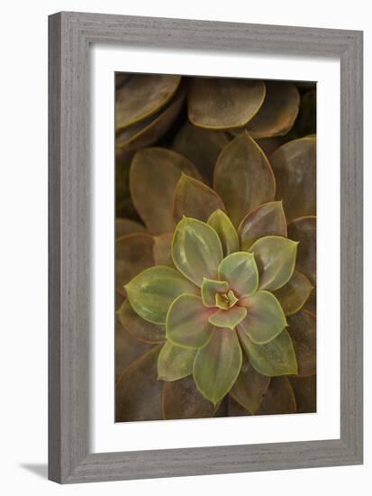 Succulent I-Karyn Millet-Framed Photographic Print