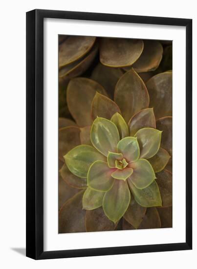 Succulent I-Karyn Millet-Framed Photographic Print