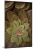 Succulent I-Karyn Millet-Mounted Photographic Print