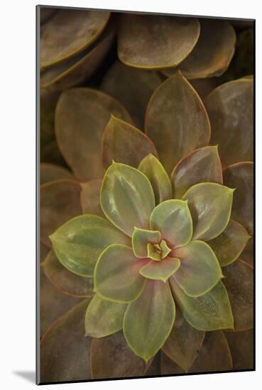 Succulent I-Karyn Millet-Mounted Photographic Print