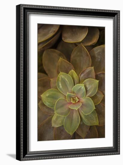 Succulent I-Karyn Millet-Framed Photographic Print