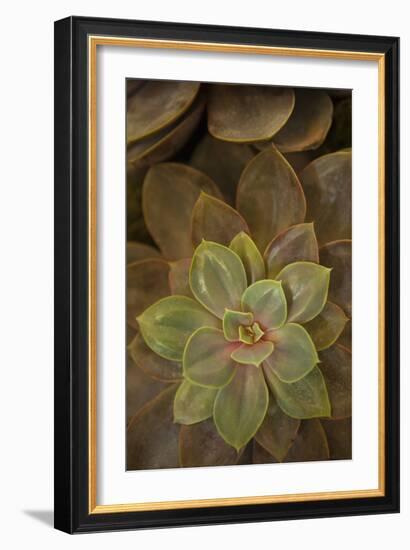 Succulent I-Karyn Millet-Framed Photographic Print