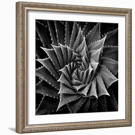 Succulent I-Mia Jensen-Framed Art Print