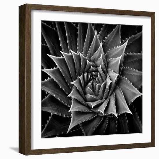 Succulent I-Mia Jensen-Framed Art Print