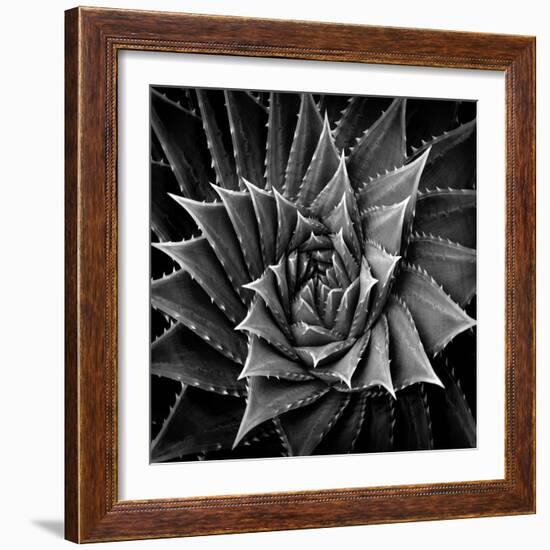 Succulent I-Mia Jensen-Framed Art Print