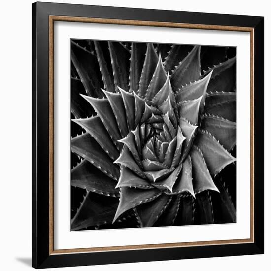 Succulent I-Mia Jensen-Framed Art Print