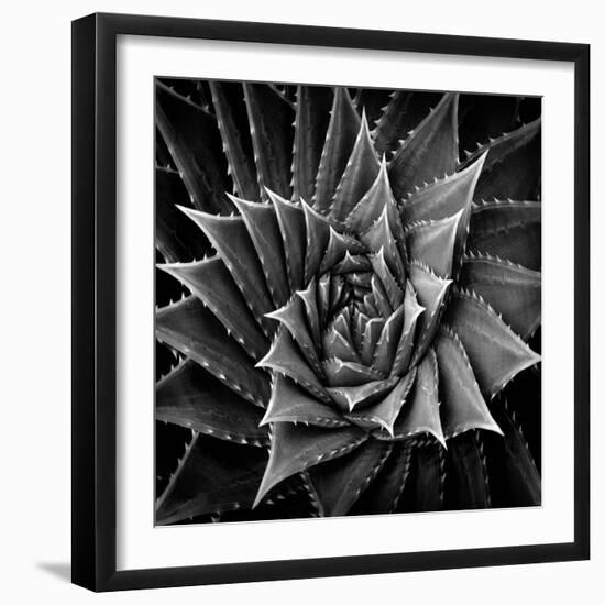 Succulent I-Mia Jensen-Framed Art Print