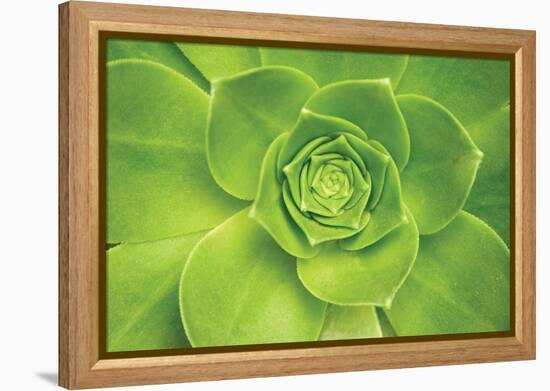 Succulent II-Karyn Millet-Framed Premier Image Canvas