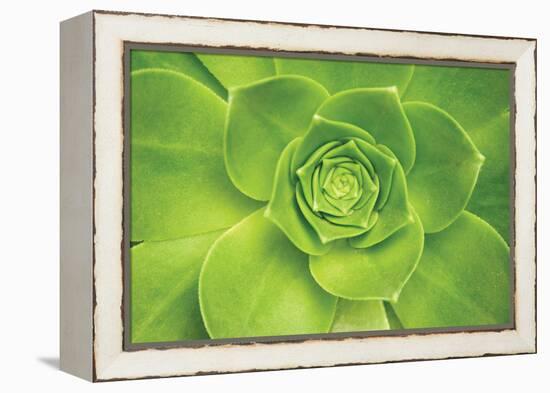 Succulent II-Karyn Millet-Framed Premier Image Canvas