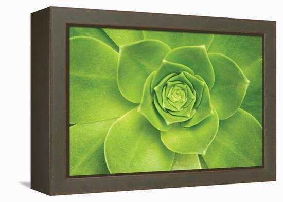 Succulent II-Karyn Millet-Framed Premier Image Canvas