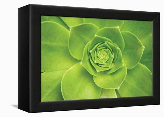 Succulent II-Karyn Millet-Framed Premier Image Canvas