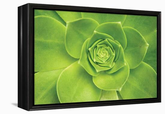 Succulent II-Karyn Millet-Framed Premier Image Canvas