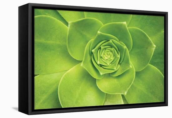 Succulent II-Karyn Millet-Framed Premier Image Canvas