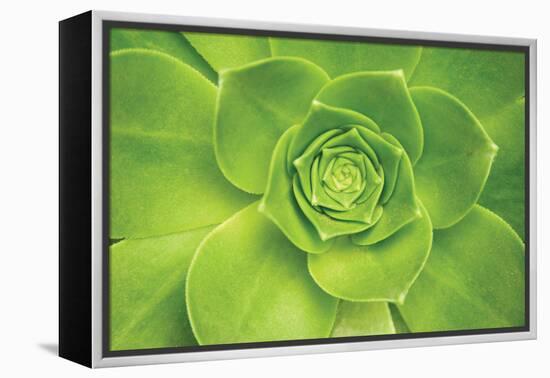 Succulent II-Karyn Millet-Framed Premier Image Canvas