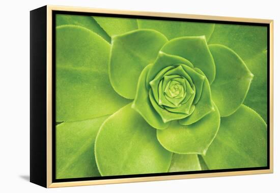 Succulent II-Karyn Millet-Framed Premier Image Canvas