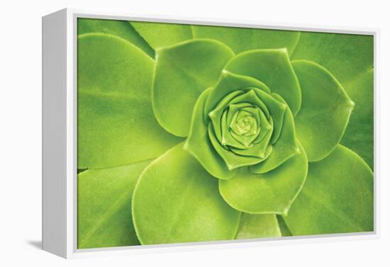 Succulent II-Karyn Millet-Framed Premier Image Canvas