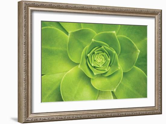 Succulent II-Karyn Millet-Framed Photographic Print