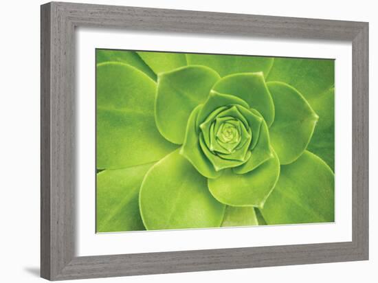 Succulent II-Karyn Millet-Framed Photographic Print