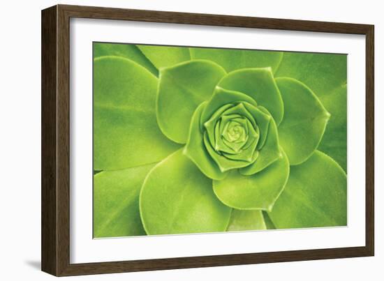 Succulent II-Karyn Millet-Framed Photographic Print