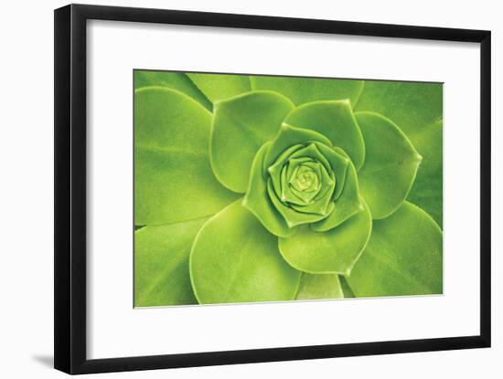 Succulent II-Karyn Millet-Framed Photographic Print