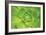 Succulent II-Karyn Millet-Framed Photographic Print