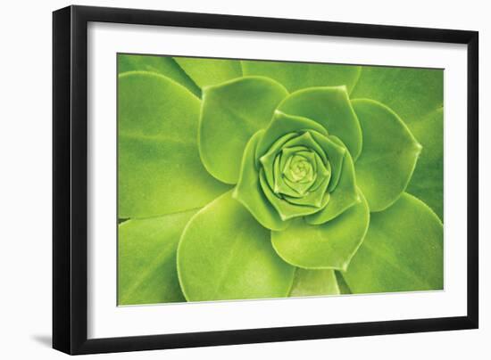 Succulent II-Karyn Millet-Framed Photographic Print