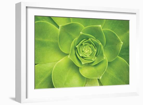 Succulent II-Karyn Millet-Framed Photographic Print