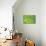 Succulent II-Karyn Millet-Mounted Photographic Print displayed on a wall