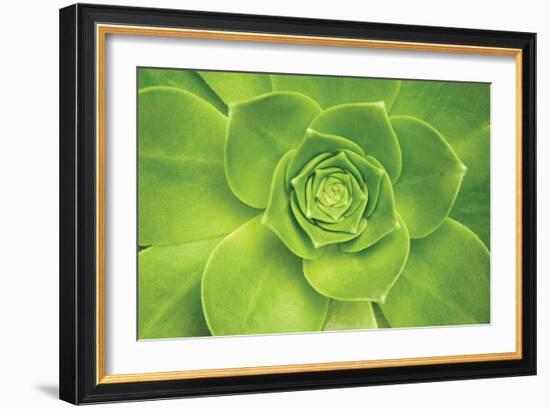 Succulent II-Karyn Millet-Framed Photographic Print