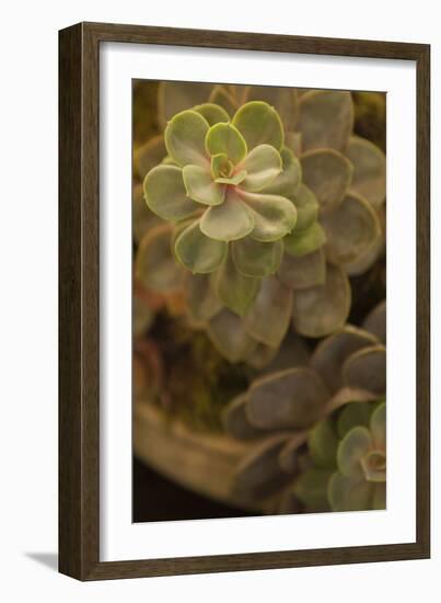 Succulent II-Karyn Millet-Framed Photographic Print