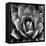Succulent II-Mia Jensen-Framed Stretched Canvas