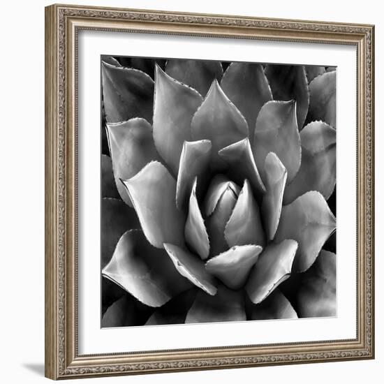 Succulent II-Mia Jensen-Framed Art Print