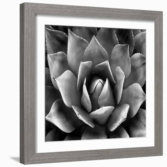 Succulent II-Mia Jensen-Framed Art Print