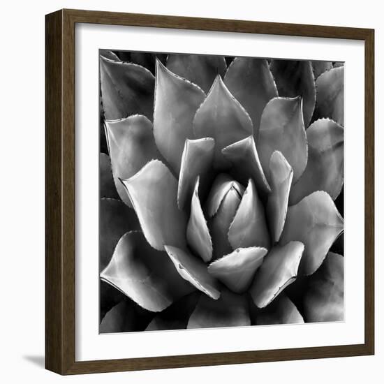 Succulent II-Mia Jensen-Framed Art Print